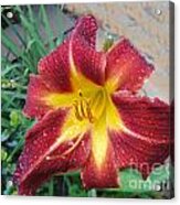 Lily Acrylic Print