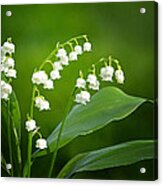 Lily Of The Valley #2 Acrylic Print
