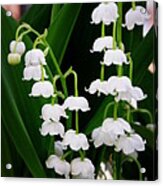 Lily Of The Valley Acrylic Print