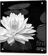Lily On The Water Acrylic Print