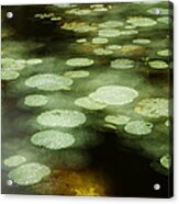 Lily Pads During Rain Sabah Borneo Acrylic Print