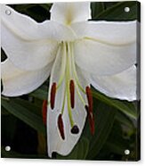 Lily Queen Acrylic Print