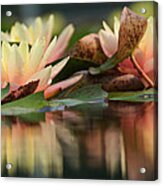 Lily Reflections 1 Acrylic Print