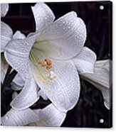 Lily With Rain Droplets Acrylic Print