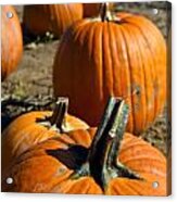 Line Of Pumpkin Acrylic Print