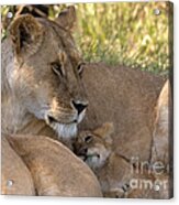 Lion And Cub Acrylic Print