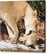 Lion Cub With Mom Acrylic Print