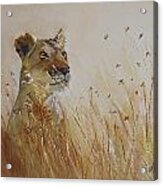 Lion In The Weeds Acrylic Print