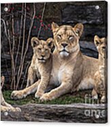 Lion Pride Acrylic Print