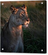 Lioness At Firt Day Ligth Acrylic Print