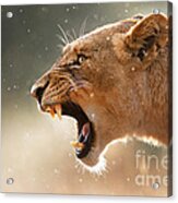 Lioness Displaying Dangerous Teeth In A Rainstorm Acrylic Print