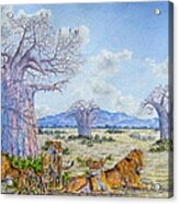 Lions By The Baobab Acrylic Print