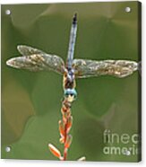 Liquify Dragonfly Acrylic Print
