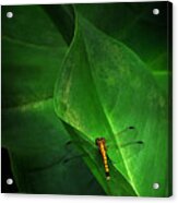 Little Dragon In Dappled Shade Acrylic Print