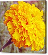 Little Golden  Marigold Acrylic Print