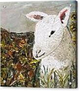 Little Lamb Acrylic Print