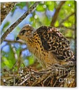 Little One Red Shoulder Series Acrylic Print