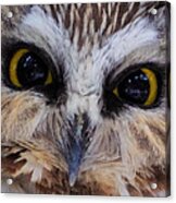 Little Owls Acrylic Print