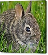 Littlest Rabbit Acrylic Print