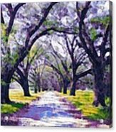 Live Oak Tree Entry Acrylic Print