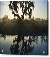Live Oak With Spanish Moss In Morning Acrylic Print