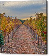 Livermore Vineyard Acrylic Print