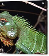 Lizard Portrait Sinharaja Biosphere Acrylic Print