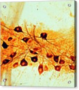 Lm Of Nerve Cells In Autonomic Nervous System Acrylic Print