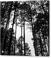 Lodgepole Pines Acrylic Print