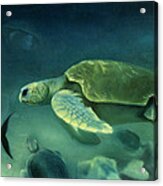 Loggerhead Turtle Acrylic Print