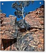 Lone Ghost Gum At Petermann Hills Acrylic Print