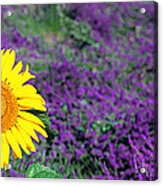 Lone Sunflower In Lavender Field France Acrylic Print