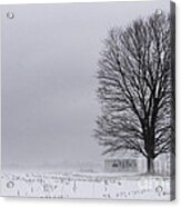 Lone Tree In The Fog Acrylic Print