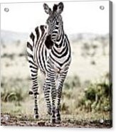 Lone Zebra Acrylic Print