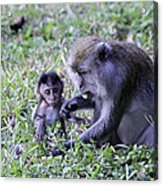 Long Tailed Macaque Family Acrylic Print