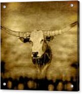 Longhorn Bull Acrylic Print