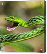 Longnose Whipsnake Agumbe Rainforest Acrylic Print