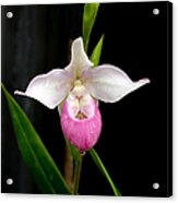 Longwood Gardens - Orchid 5 Acrylic Print