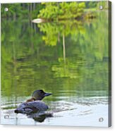 Loon Solitude Acrylic Print