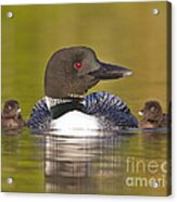 Loon With Two Chicks Acrylic Print
