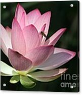 Lotus And A Bee Acrylic Print