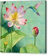 Lotus And Hummingbird Acrylic Print