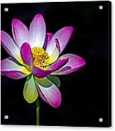 Lotus Blossom Acrylic Print