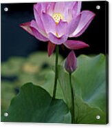 Lotus Blossom Acrylic Print