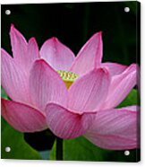 Lotus-center Of Being Iii Dl033 Acrylic Print