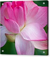Lotus Flower Acrylic Print