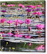 Lotus Flowers Acrylic Print