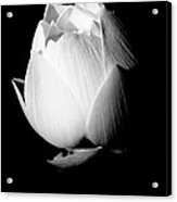 Lotus In Black And White Acrylic Print