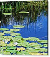 Lotus-lily Pond Acrylic Print
