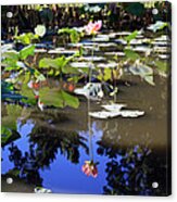 Lotus Reflection Acrylic Print